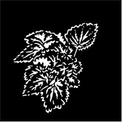 Apollo Pattern 1012 - Foliage Begonia