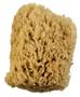 Natural Sea Wool Sponge ~ 5" to 6" Round
